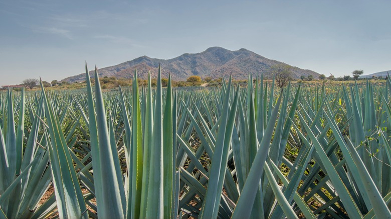 Blue agave fields in Jalisco