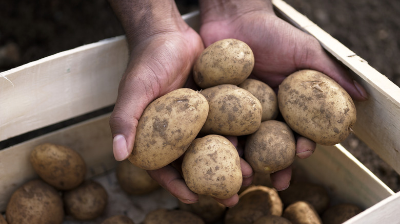 Person holding freshly harvested potatoes