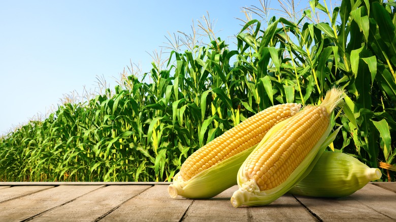 Corn on table in cornfield