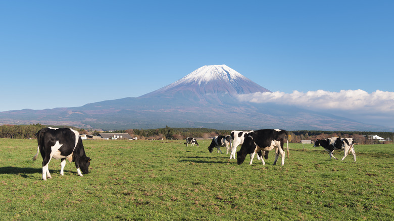 Wagyu cattle in front of Mt. Fuji