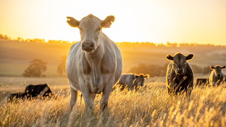 Wagyu cattle standing in sunlit field