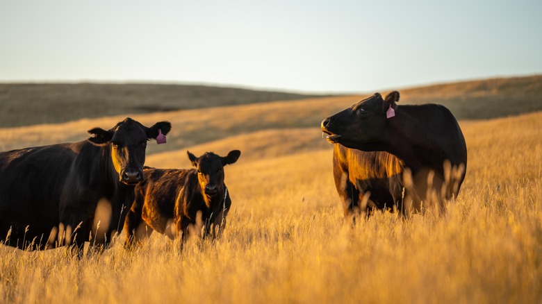 Wagyu cows in summer field