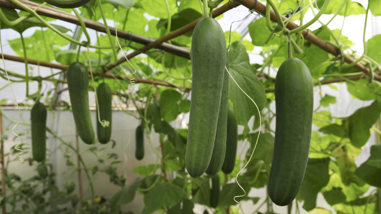 Cucumber plants growing