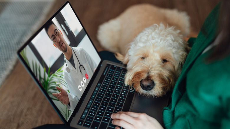 A dog lays on the lap of a woman talking with her doctor on her laptop