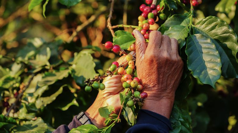 person picking coffee berries