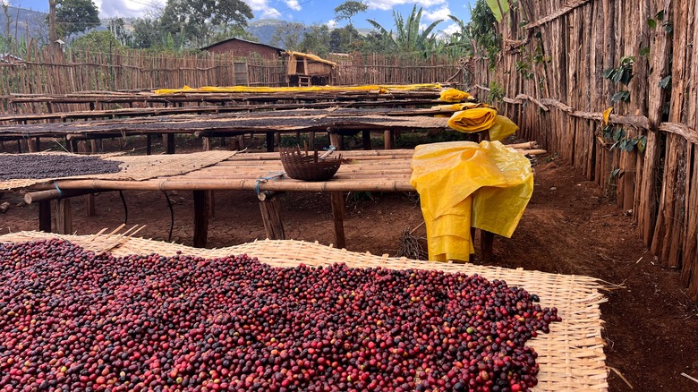 natural process coffee drying in Ethiopia