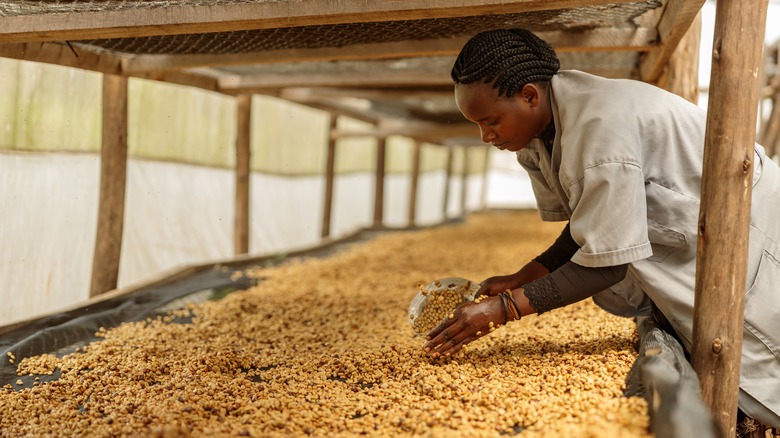 woman sorting honey processed coffee