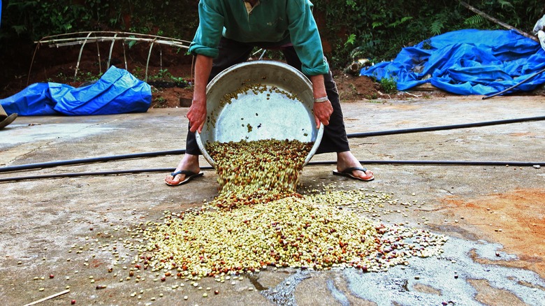 worker setting out washed coffee to dry