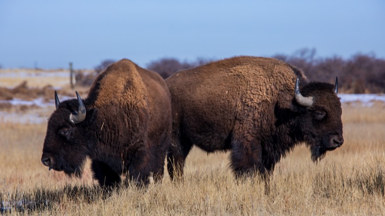 Bison in a field