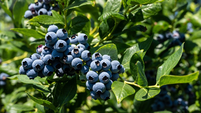 blueberries growing on bush