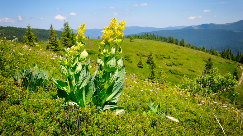 Gentiana lutea plant with yellow blossoms