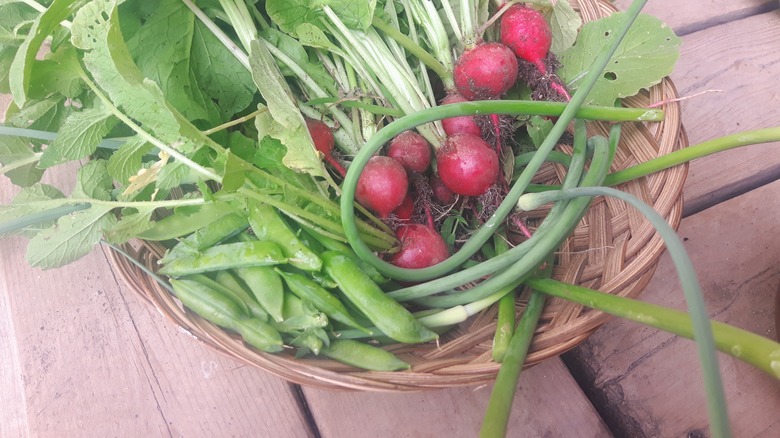 garlic scapes in basket with radishes