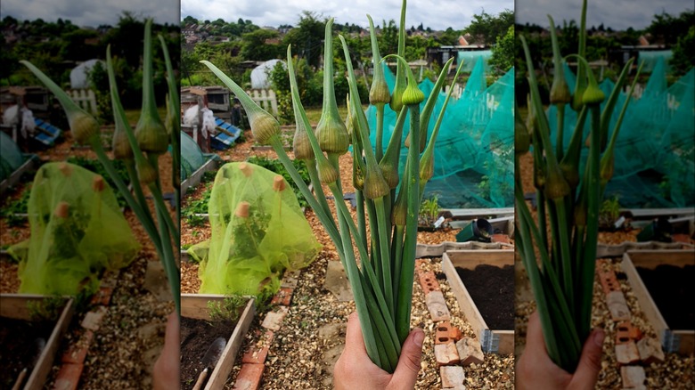 garlic scapes cut at the garden