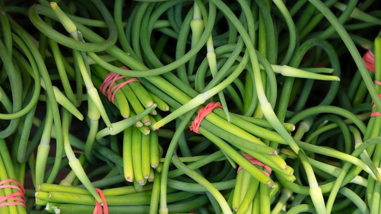 bunches of garlic scapes