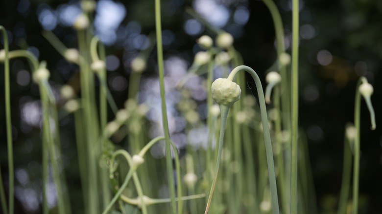 garlic scapes growing