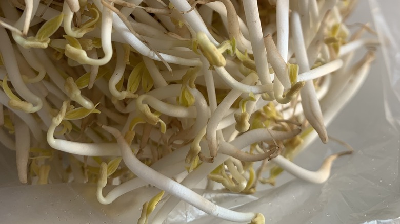 Bean sprouts in a plastic bag