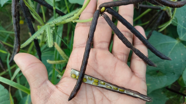 A hand holding mung bean seed pods that have turned black