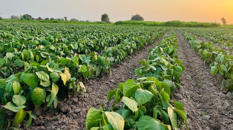 Mung bean crops in rows