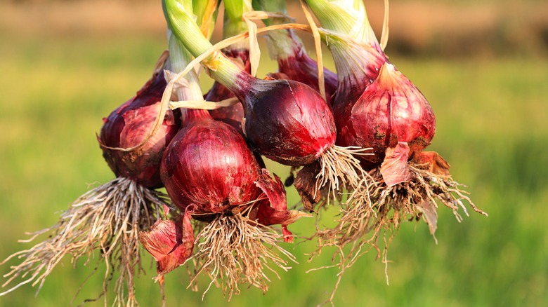 Purple pearl onions still attached to stems