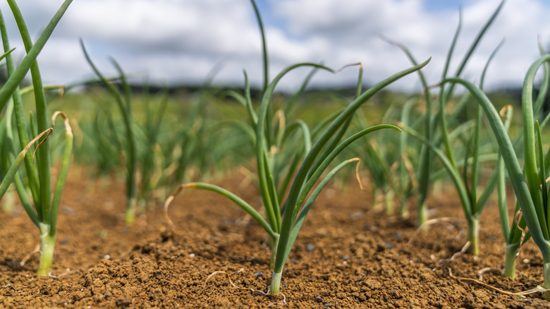 Small onions growing in an onion field