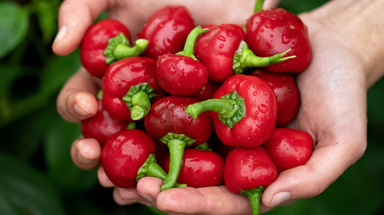 pimento peppers in hands