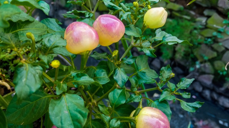 pimento peppers growing