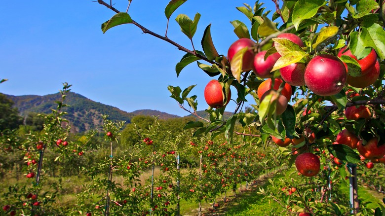 Ripe Fuji apples in orchard