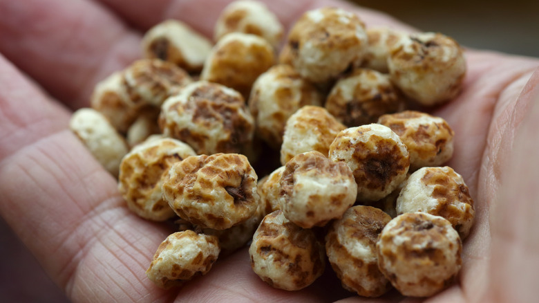 A person holds raw tiger nuts in their palm