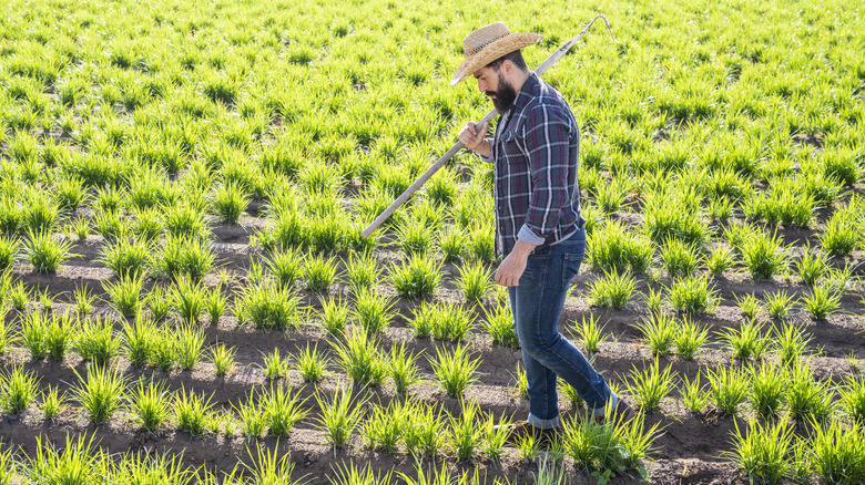 A man farms a row of nutsedge plants