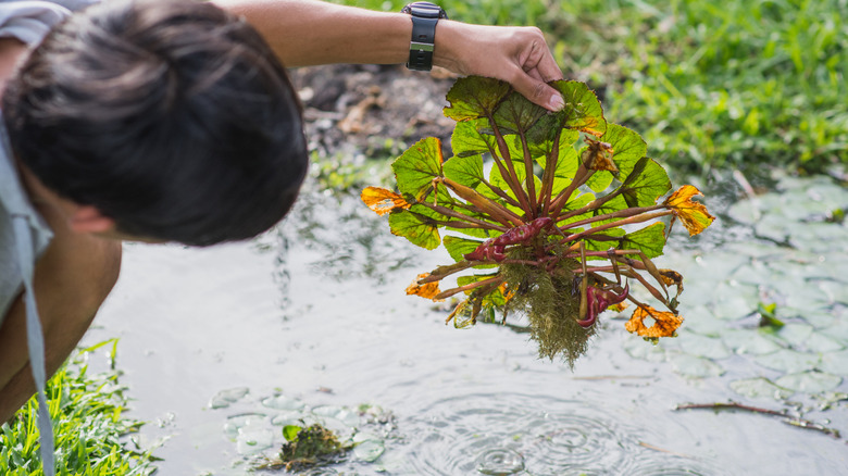 Man holding water caltrop plant above water, with pods visible at bottom of plant