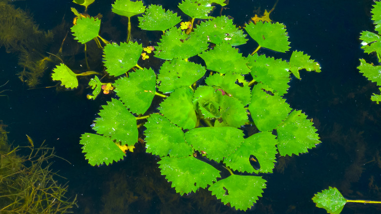 Water caltrop plant floating on water's surface