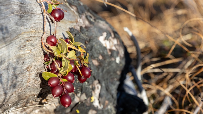 Wild lingonberries