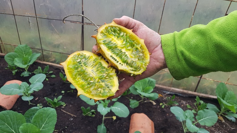 sliced open kiwano in garden