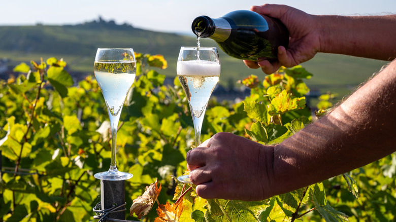 A man pouring two glasses of Champagne in a a vineyard.