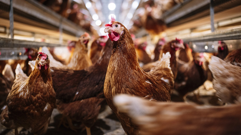 Chickens in a commercial farm