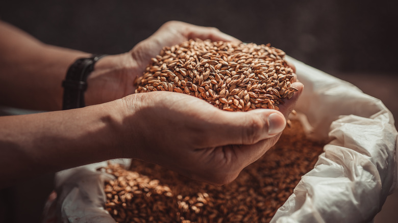 Barley held in hands