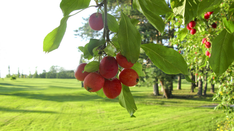 red apples growing on tree over grass