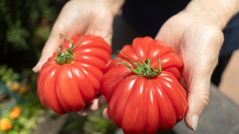 Two hands each holding a red, ridged beefsteak tomato