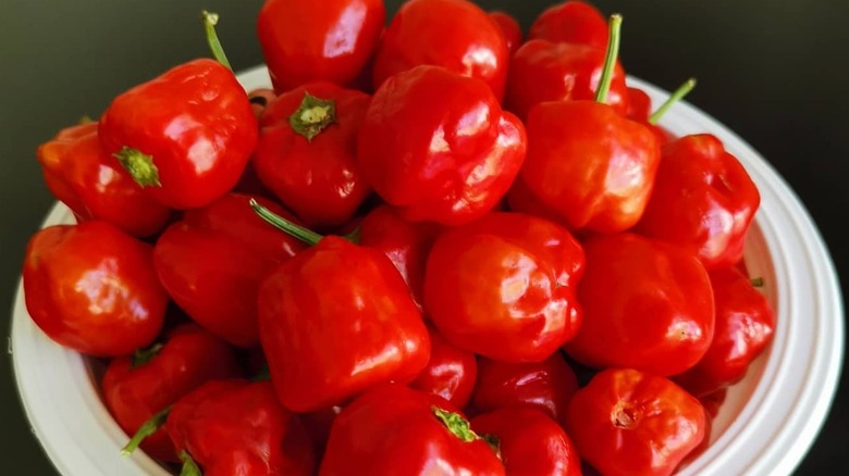 bowl of fresh Peppadew peppers