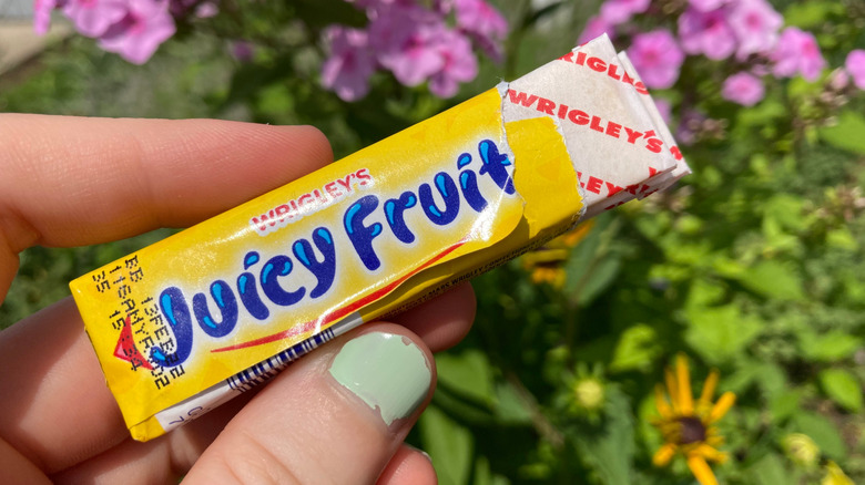 holding pack of Juicy Fruit