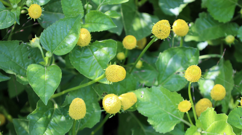 Buzz button flowers in bloom against leaves