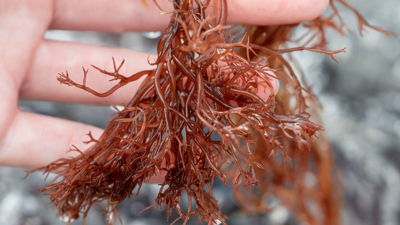 Hand holding red seaweed