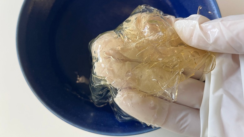 Gloved hand holding gelatin leaf