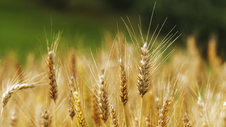 Durum wheat field 