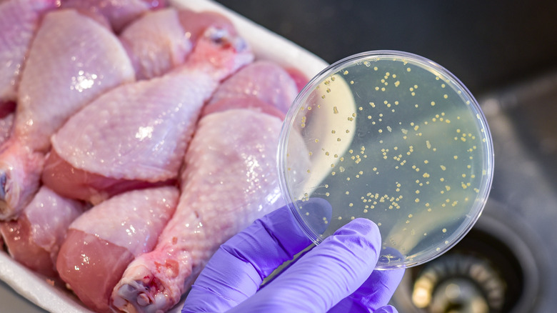 meat and bacteria being examined