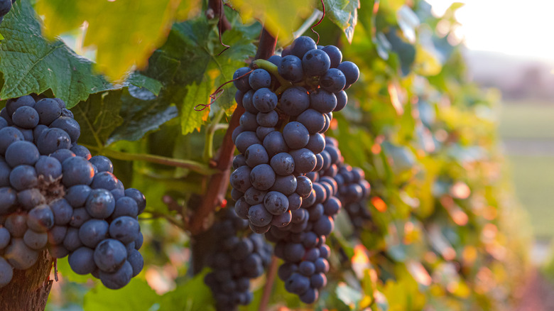 Champagne grapes growing on the vine