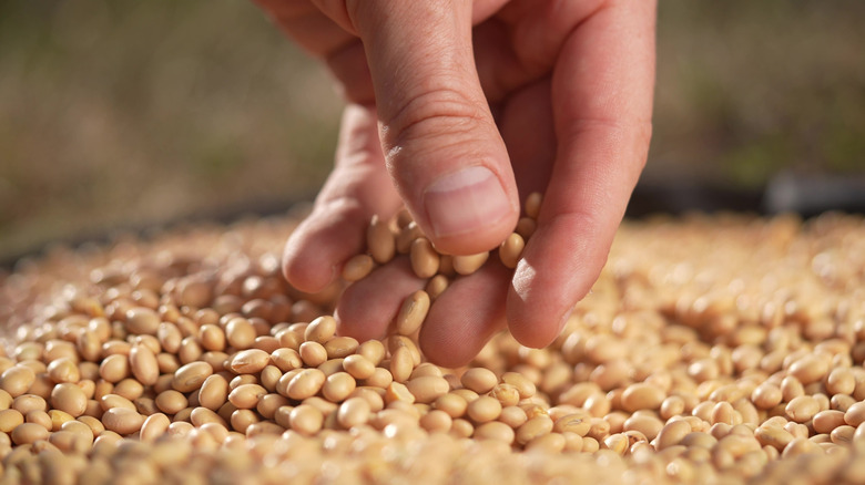 hand picking up soybeans