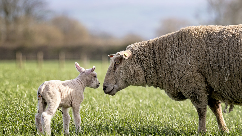 A lamb and sheep together