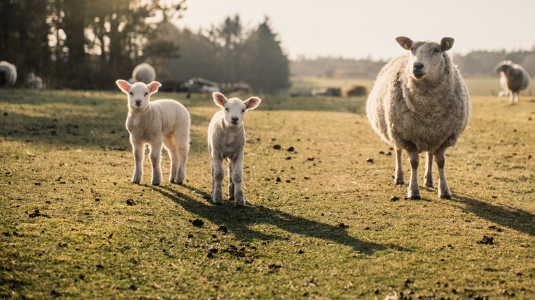 A sheep and two lambs