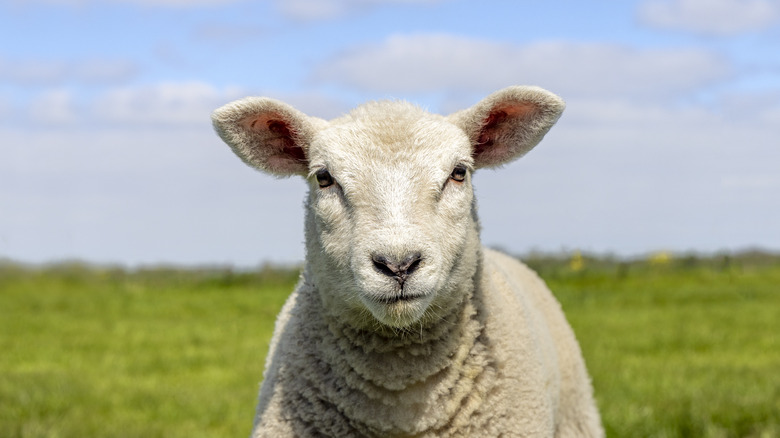 Sheep looking at the camera